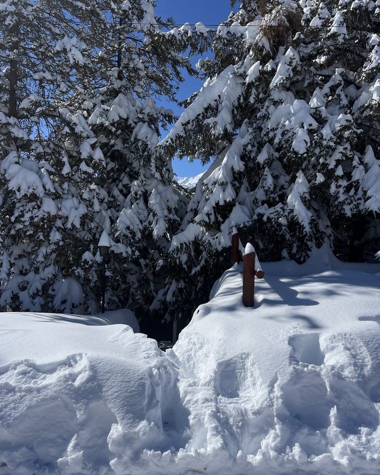 Árvores cobertas de neve na estação